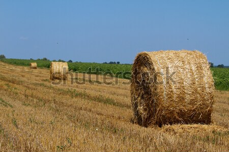 Széna vidék tökéletes napos idő égbolt fű Stock fotó © leedsn