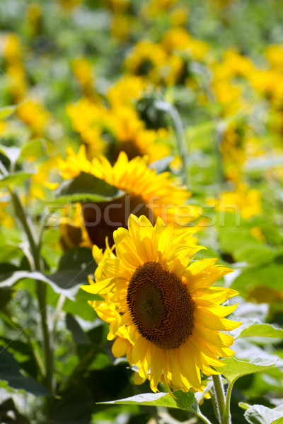 Sunflowers field Stock photo © leedsn