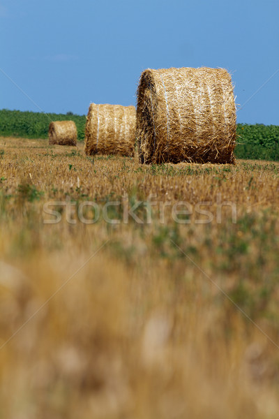 Siano doskonały niebo trawy Zdjęcia stock © leedsn