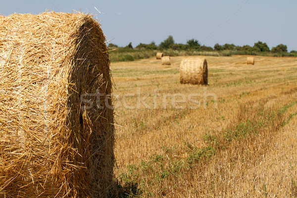 Széna vidék tökéletes napos idő égbolt fű Stock fotó © leedsn