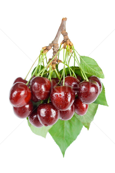  Cherries Stock photo © Leftleg