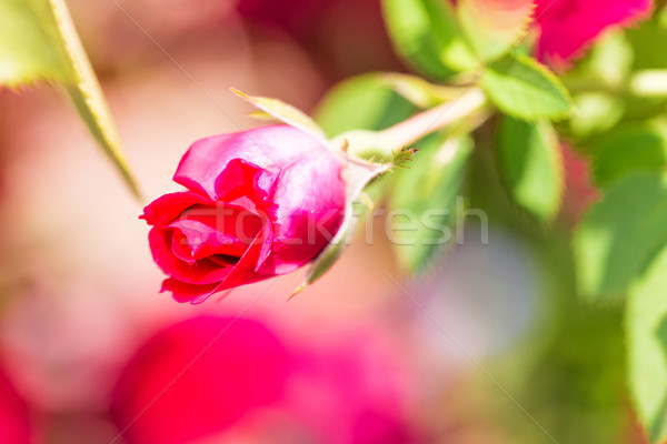 Belle rose bourgeon vert feuillage lumineuses [[stock_photo]] © Len44ik