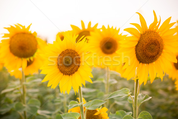 Sonnenblumen Bereich Sonnenuntergang Blume Sonne Landschaft Stock foto © Len44ik