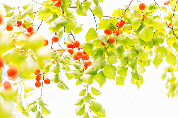 Stockfoto: Rijp · groeiend · tak · groene · bladeren · voedsel · tuin