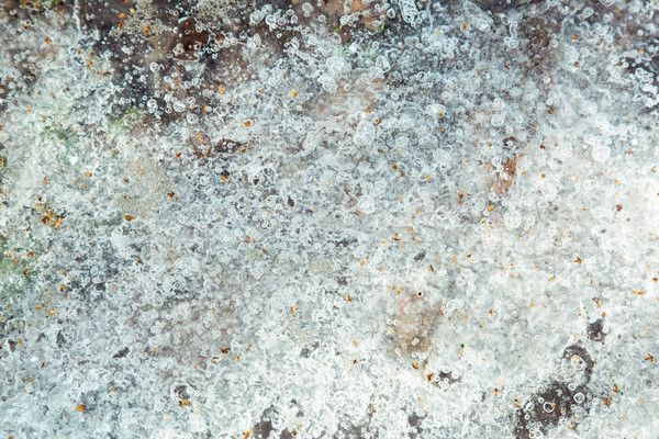Lodowaty tekstury wiosną trawy lodu zielone Zdjęcia stock © Len44ik