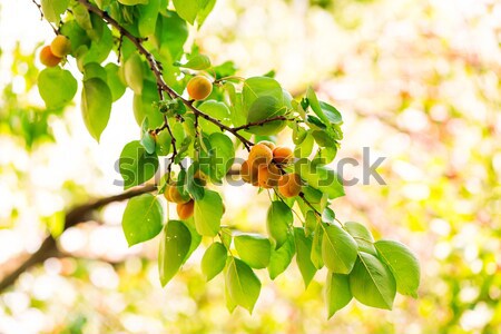 Maturo crescita ramo foglie verdi alimentare giardino Foto d'archivio © Len44ik