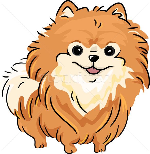 Pomeranian Stock photo © lenm