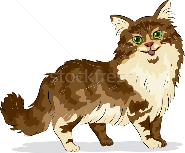 Maine Coon Cat Stock photo © lenm