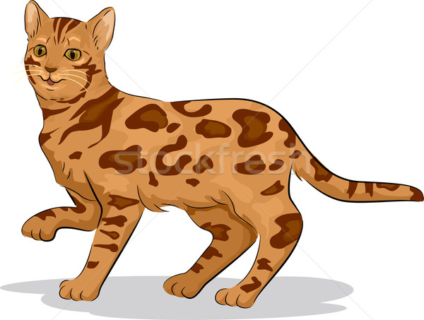 Bengal Cat vector illustration © lenm (#3503846) | Stockfresh