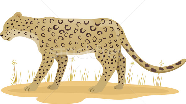 Leopard Stock photo © lenm