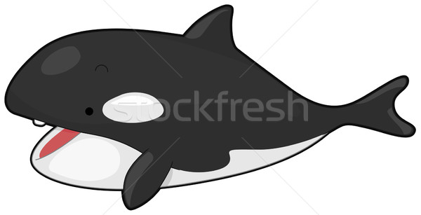 Killer Wal öffnen isoliert weiß Stock foto © lenm