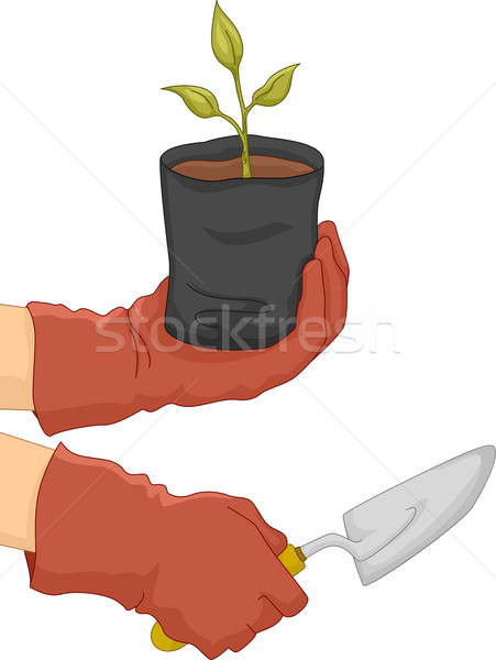 Mano ilustración jardinero árbol joven Foto stock © lenm
