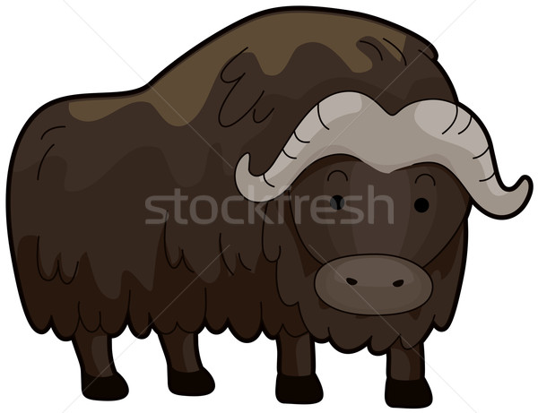 Muschio ox peloso piedi isolato bianco Foto d'archivio © lenm