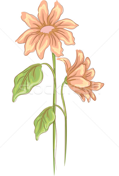 Madeliefjes bloeien grillig illustratie bloem ontwerp Stockfoto © lenm