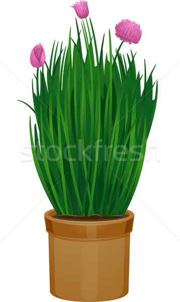 Stockfoto: Bieslook · illustratie · groene · cartoon · container · pot