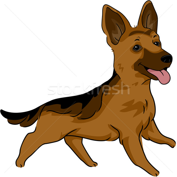 German Shepherd Stock photo © lenm