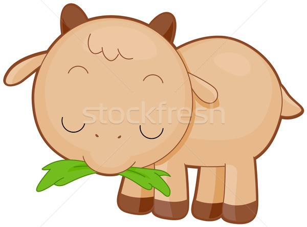 Drăguţ capră copil iarbă izolat alb Imagine de stoc © lenm