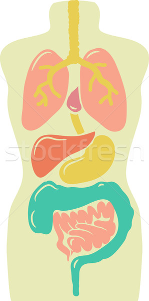 Interne organes illustration science Photo stock © lenm