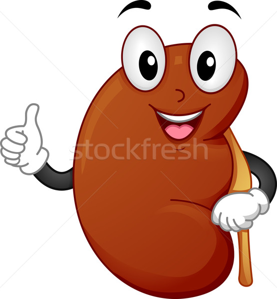 Saludable riñón mascota ilustración salud Foto stock © lenm