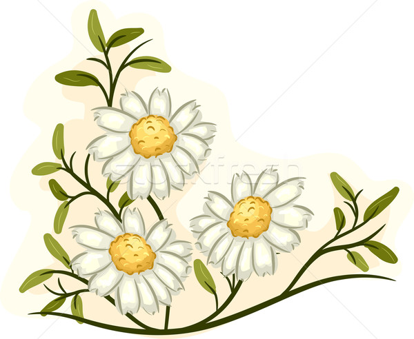 Camomila ilustração monte flores completo florescer Foto stock © lenm