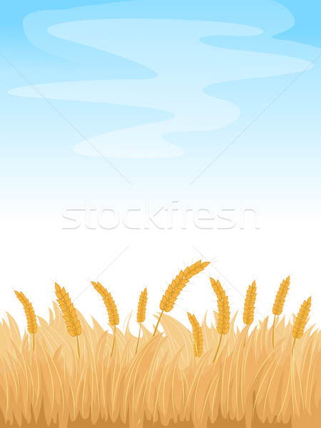 пшеницы полях фон иллюстрация Пшеничное поле Blue Sky Сток-фото © lenm