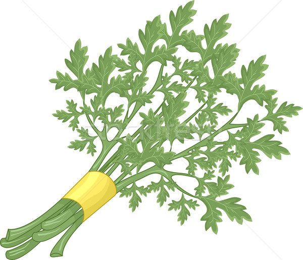 Parsley Stock photo © lenm