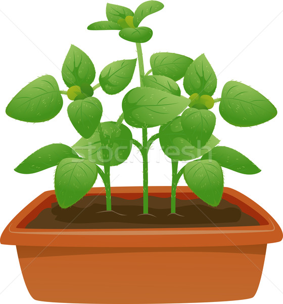 Oregano illusztráció gyógynövények konténer edény kertészkedés Stock fotó © lenm