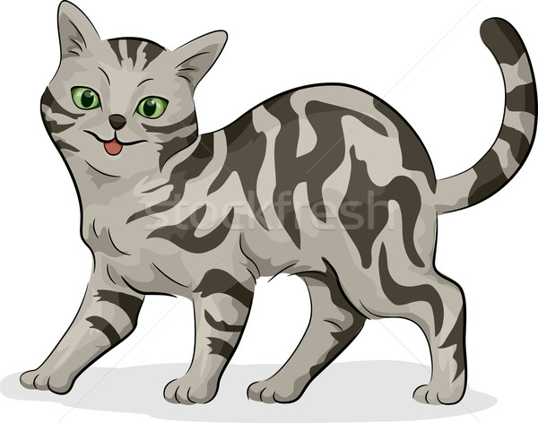 Americano cabelo curto gato ilustração bonitinho cinza Foto stock © lenm