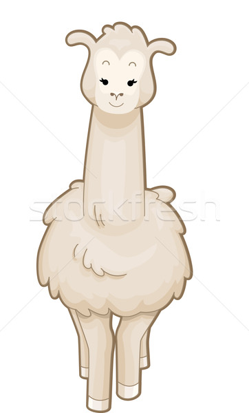 Stock photo: Llama Front