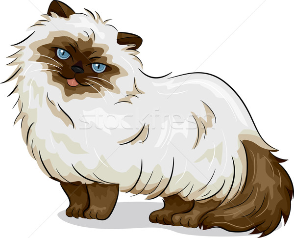 Himalayan Cat Stock photo © lenm