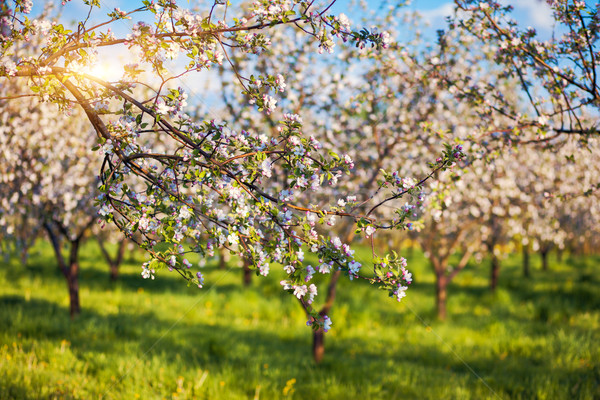 Pommier floraison verger de pommiers printemps Ukraine Europe [[stock_photo]] © Leonidtit