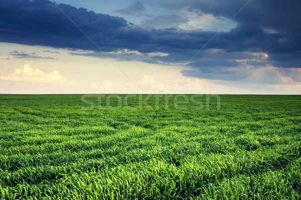 Bereich schönen blauer Himmel Himmel Ukraine Stock foto © Leonidtit