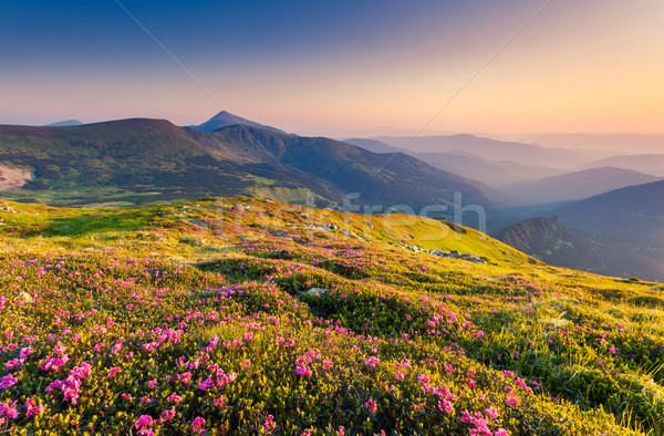 ストックフォト: 山 · 風景 · 魔法 · ピンク · 花 · 夏