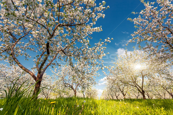 Pommier floraison verger de pommiers printemps Ukraine Europe [[stock_photo]] © Leonidtit