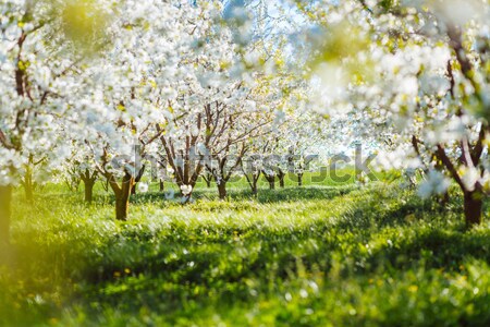 Pommier floraison verger de pommiers printemps Ukraine Europe [[stock_photo]] © Leonidtit