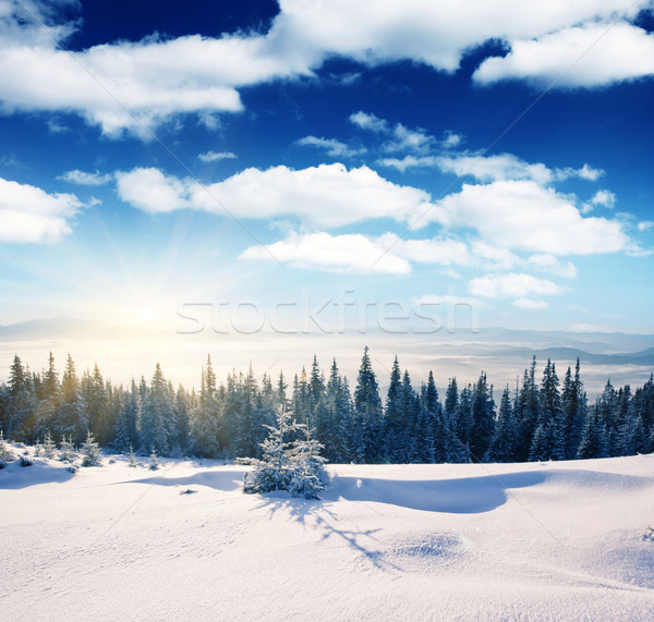 Tél gyönyörű panoráma hó fedett fák Stock fotó © Leonidtit
