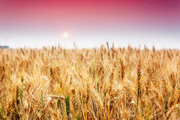 Trigo fantástico campo de trigo puesta de sol colorido cielo Foto stock © Leonidtit
