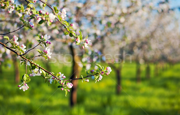 Pommier floraison verger de pommiers printemps Ukraine Europe [[stock_photo]] © Leonidtit