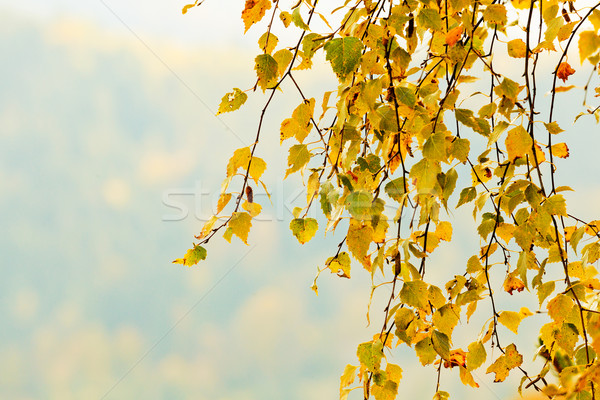 autumn Stock photo © Leonidtit