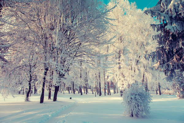 Kış fantastik manzara Ukrayna Avrupa güzellik Stok fotoğraf © Leonidtit