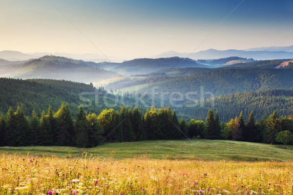 Sommer schönen Berg Landschaft Ukraine Stock foto © Leonidtit