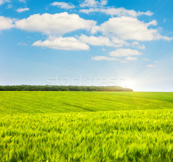 meadow Stock photo © Leonidtit