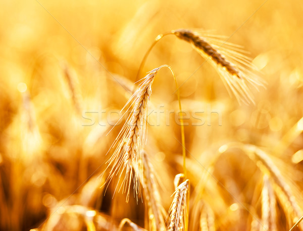 小麥 關閉 成熟 耳朵 烏克蘭 歐洲 商業照片 © Leonidtit