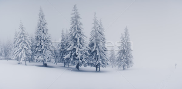 Kış güzel manzara kar kapalı ağaçlar Stok fotoğraf © Leonidtit