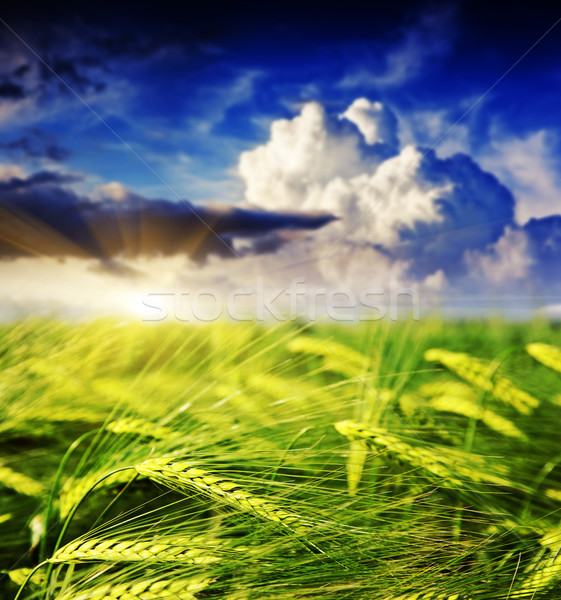 Campo paisaje amanecer cielo tormenta Foto stock © Leonidtit