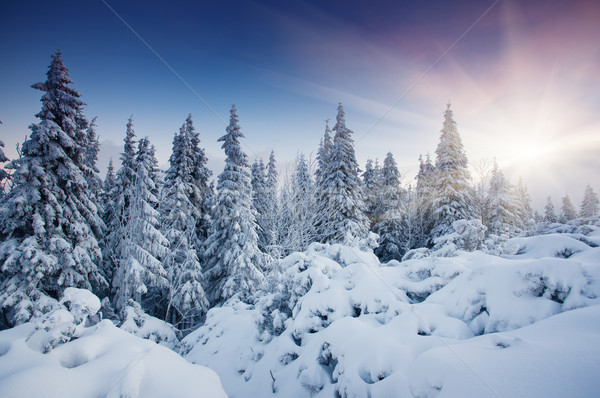 Invierno hermosa paisaje nieve cubierto árboles Foto stock © Leonidtit