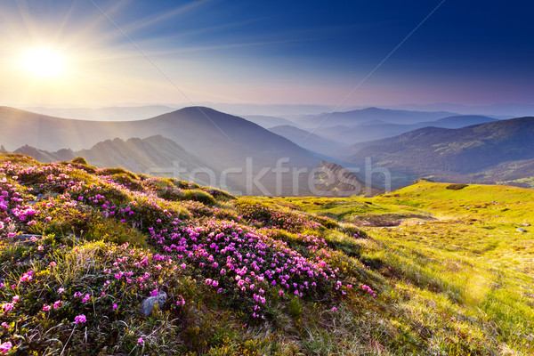 Munte peisaj magic roz flori vară Imagine de stoc © Leonidtit