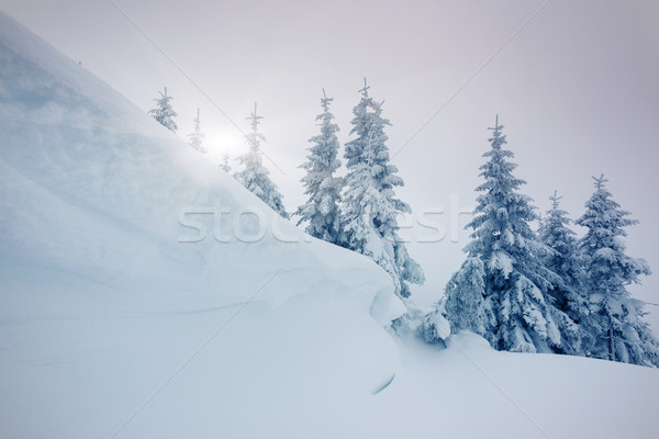 Invierno fantástico paisaje parque Ucrania Europa Foto stock © Leonidtit