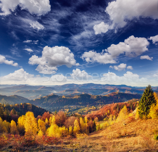 Majestueus kleurrijk bos bomen zonnige berg Stockfoto © Leonidtit