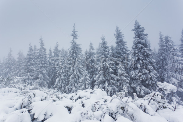 Hiver belle paysage neige couvert arbres [[stock_photo]] © Leonidtit